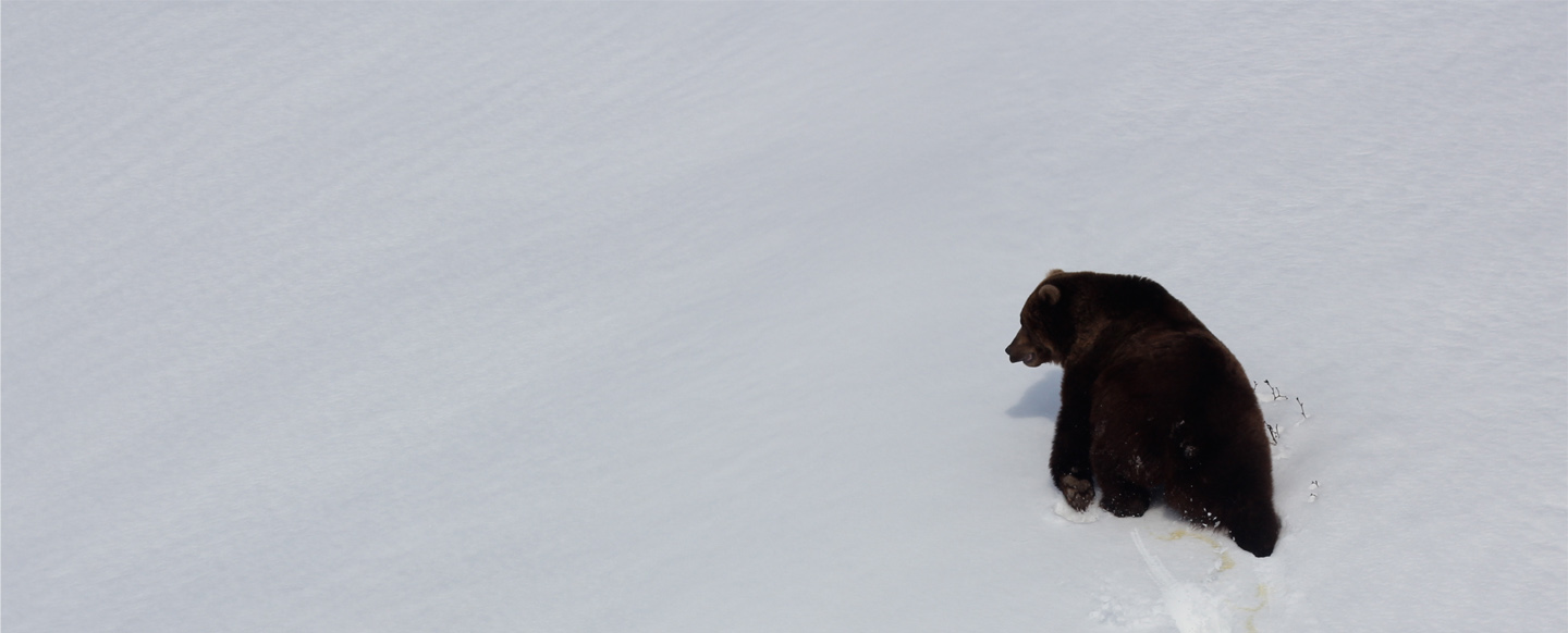 Bear in the snow